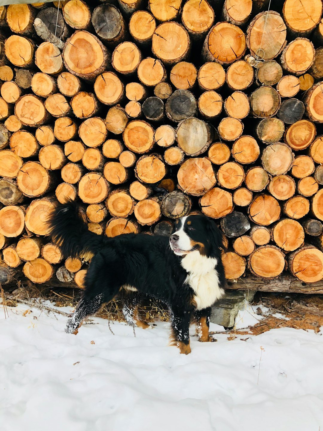 Services Bernese Mountain Dogs